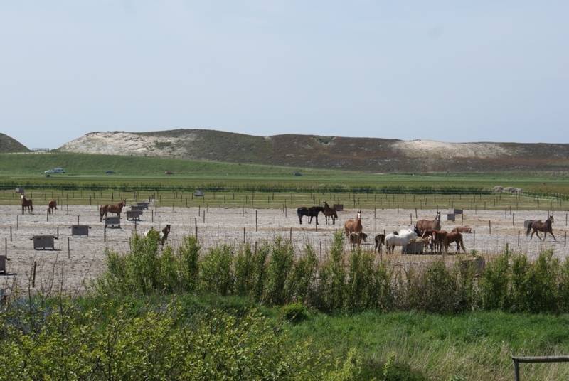 Met Paard op Vakantie paardrijden op het strand